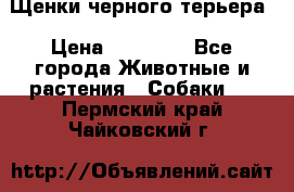 Щенки черного терьера › Цена ­ 35 000 - Все города Животные и растения » Собаки   . Пермский край,Чайковский г.